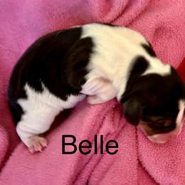 Girl 2 - Beagle puppy in Woodstock, Georgia from Penny Lane Beagles and AKC and Champion bloodline