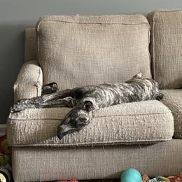 Poodle and Whippet All Grown Up from Charleston Reds Standard Poodles and Whippets