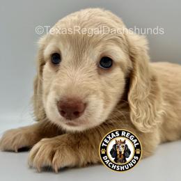 Merci - Cream female Dachshund puppy in Houston, Texas from Texas Regal Dachshunds LLC