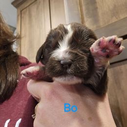 Bo - White and brown male Newfoundland puppy in Honey Grove, Pennsylvania from Heinrich Family Newfoundlands