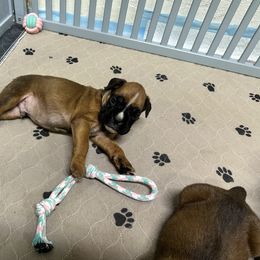 Lincoln - Fawn male Boxer puppy in Concord, New Hampshire from Mountain View Boxers
