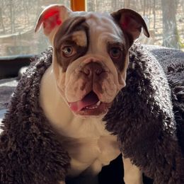 Bella - Bulldog