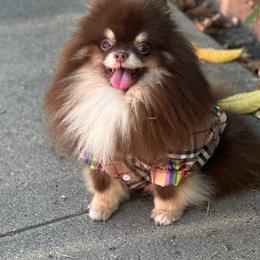 Walter - Pomeranian
