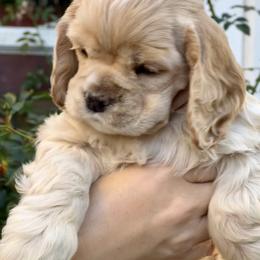 Cocker Spaniel Puppies from Belive in Dreams Cockers