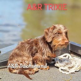 Trixie - Dachshund