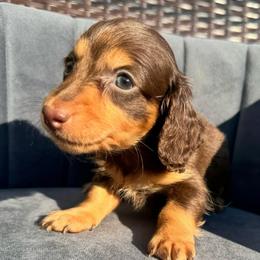 Lincoln - Chocolate and tan male Dachshund puppy in Knoxville, Tennessee from East TN Dachshunds