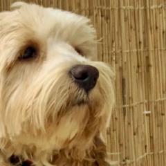 Swagger - Australian Cobberdog