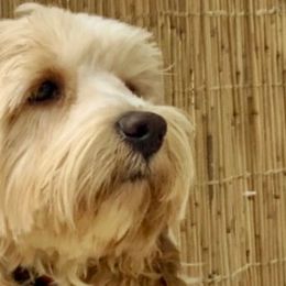 Swagger - Australian Cobberdog