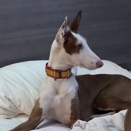 Reaper - Ibizan Hound