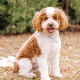 Levi - Goldendoodle