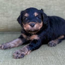 Henry- blue collar - Phantom male Bernedoodle puppy in Colorado Springs, Colorado from Mercy Mountain Bernedoodles