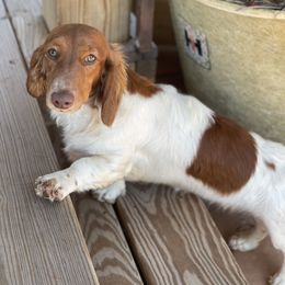 Viola - Dachshund
