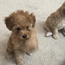 Poodle Puppies from ItalianToyPoodles