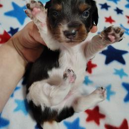 Lincoln - Piebald male Dachshund puppy in Hudson, Michigan from Mittentail Kennel Miniature Dachshunds & Australian Shepherds