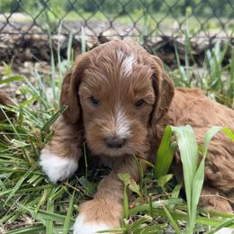 Goldendoodle All Grown Up from Creekside Cottage Doodles