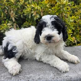 Rose - Black and white female Bernedoodle puppy in Blackfoot, Idaho from Draper Mountain Doodles