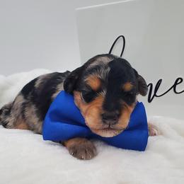 Mr. Blue - Merle male Schnoodle puppy in Leitchfield, Kentucky from Eveleigh Acres Puppies