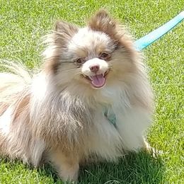 Pomeranians from Janie's Poms and Paw Prints