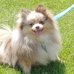 Pomeranians from Janie's Poms and Paw Prints