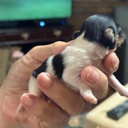Papillon Puppies from Danny Christopher