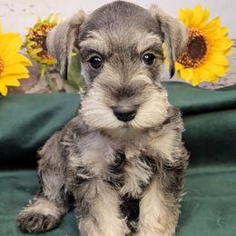 Betsie - Salt and pepper female Miniature Schnauzer puppy in Coarsegold, California from Halo Schnauzer
