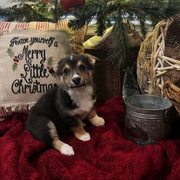 Black Male 1 - Black and tan male Pembroke Welsh Corgi puppy in De Witt, Arkansas from Western Plains Kennel
