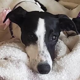 Whippet Puppies from Hertzog  Whippets