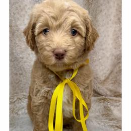 Bliss - Caramel red female Australian Labradoodle puppy in Upland, California from Kings Labradoodles