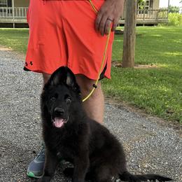 German Shepherd Puppies from Howixx German Shepherds