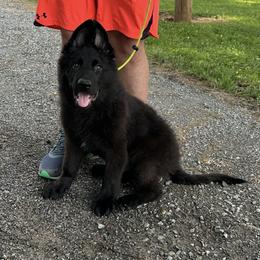 German Shepherd Puppies from Howixx German Shepherds