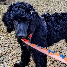 Puppy 8- (Chet) FEMALE - Black female Poodle puppy in Crewe, Virginia from Whispering Woods Farms LLC