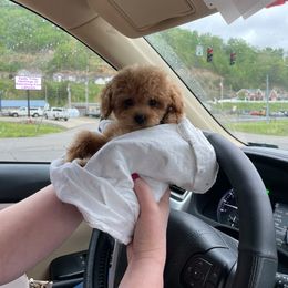 Maltese, Maltipoo, Poodle, and Yorkshire Terrier Puppies from Paw Perfect Pets