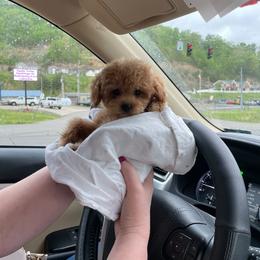 Maltese, Maltipoo, Poodle, and Yorkshire Terrier Puppies from Paw Perfect Pets