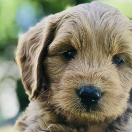 Goldendoodles and Golden Retrievers from Cascade Pups