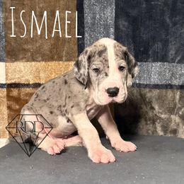 Ismael - Mantle merle Great Dane puppy in Huntsville, Alabama from Rough Diamond Danes