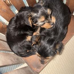 Yorkshire Terrier Puppies from Leigh Brummel