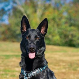 Athena - German Shepherd