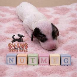 Nutmeg - Piebald female Dachshund puppy in Hockley, Texas from Shans Down Home Doxies
