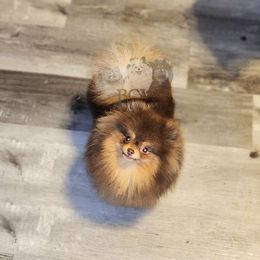 S - Pomeranian