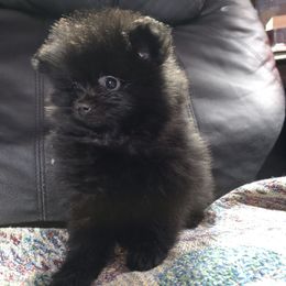 Hunnibunnies It Addams - Black male Pomeranian puppy in Cleveland, Ohio from Hunnibunnies