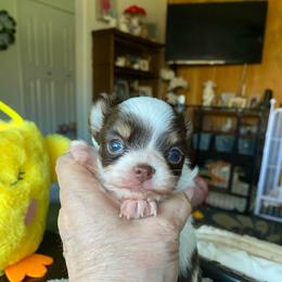 Emmas Boys - Chocolate and white male Chihuahua puppy in Red Bluff, California from Aye Chihuahua