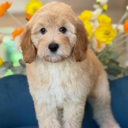 Hendrix - Apricot male Goldendoodle puppy in Yuciapa, California from AlltheDoodlez_