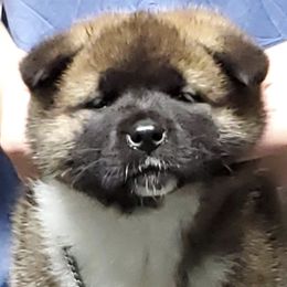 Akita Puppies from Gallant Akitas