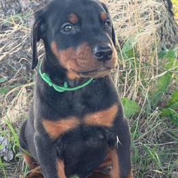 Titan - Black and rust male Doberman Pinscher puppy in Peru, Indiana from De luxe dobermans