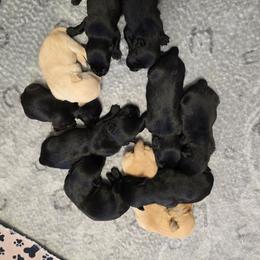 Girl 1 - Black female Scottish Terrier puppy in Utah from TnT Scotties