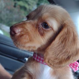 Dachshunds from Kelsey Farm