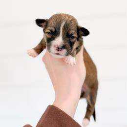 Amy - Pink - Sable female Pembroke Welsh Corgi puppy in Milan, Georgia from Williams’ Welsh Corgis LLC