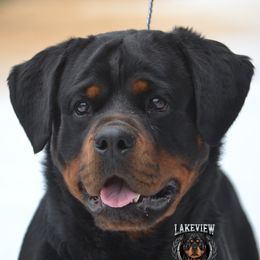Caroline - Rottweiler
