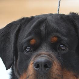 Caroline - Rottweiler