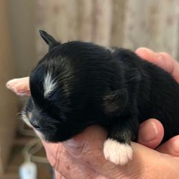Josie - Black female Lhasa Apso puppy in Fort Worth, Texas from Cynthia's Lhasa Apsos
